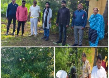 गांज्याची शेती – कळंब येथे पोलिसांची मोठी कारवाई, लाखोंचा गांजा जप्त 