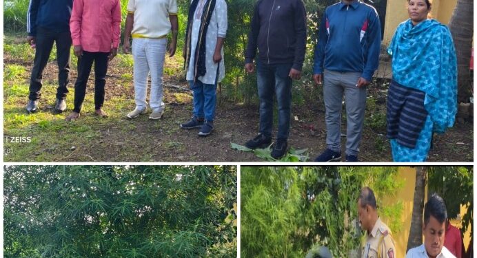 गांज्याची शेती – कळंब येथे पोलिसांची मोठी कारवाई, लाखोंचा गांजा जप्त 